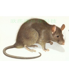 昆虫图集